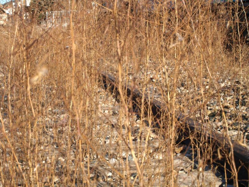 Lee más sobre el artículo Apestados