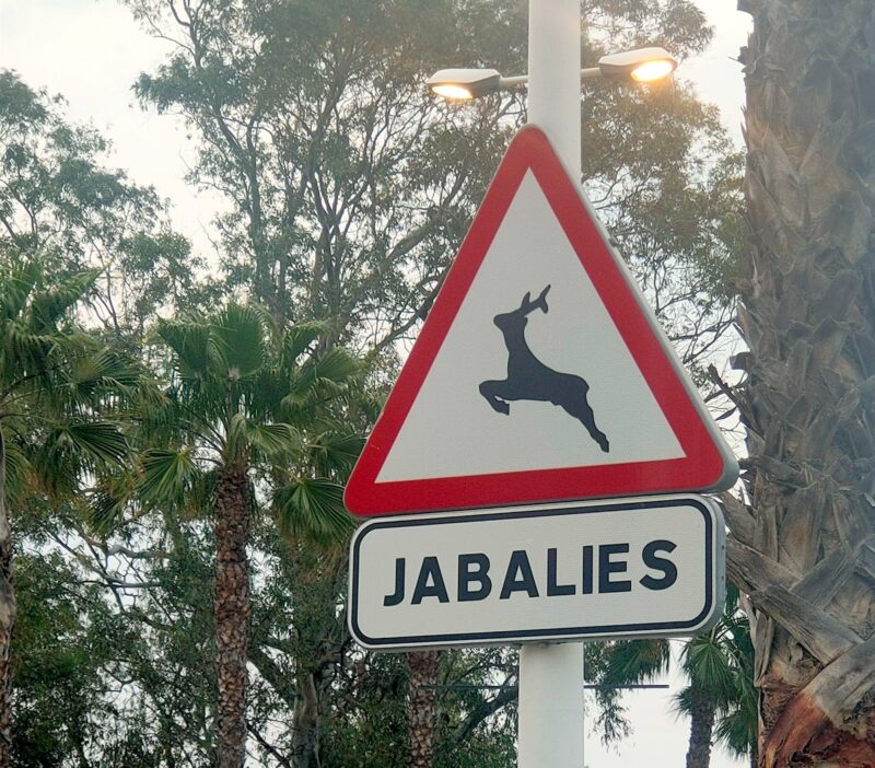 Lee más sobre el artículo Pesadillas