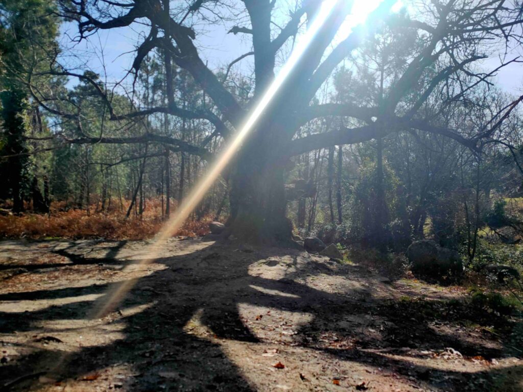 Currículums sin raíces canicas artículos prensa