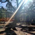 Currículums sin raíces