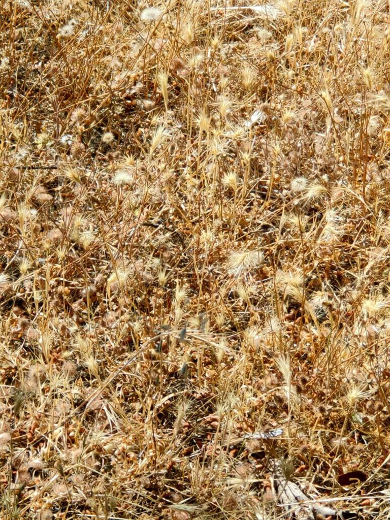 La choza de Tarzán canicas artículos prensa