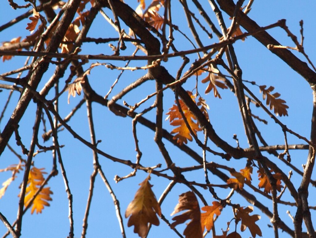 Simulacros de programaciones didácticas (abril-junio 2026)