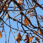 Simulacros de exposición de unidades didácticas (mayo-junio 2026)