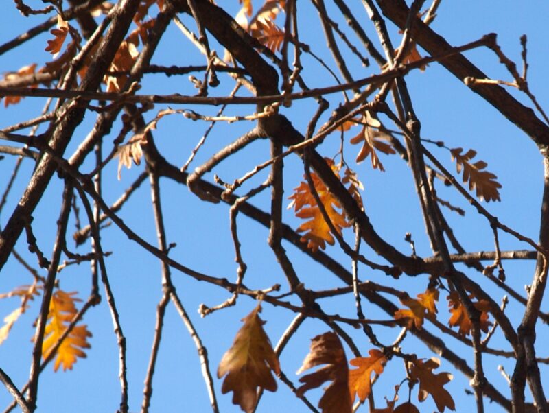 Lee más sobre el artículo Simulacros de exposición de unidades didácticas (mayo-junio 2026)